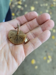 Arrhenia epichysium