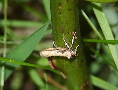 Atomotricha
