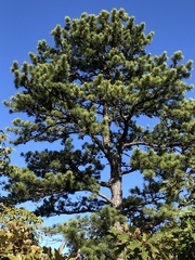 Pinus rigida