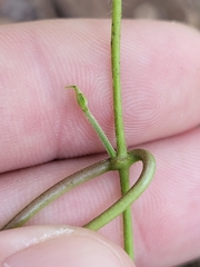 Gonolobinae