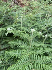 Pteridium aquilinum capense