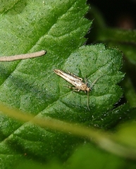 Stathmopoda