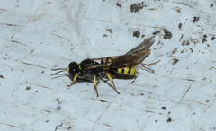Crabroninae