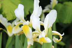Iris orientalis