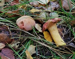 Hortiboletus coccyginus