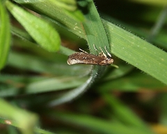 Atomotricha