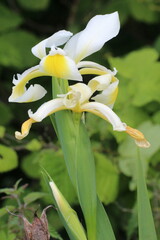 Iris orientalis