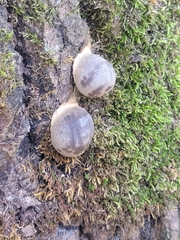 Lycogala flavofuscum