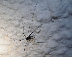 Pantopsalis albipalpis