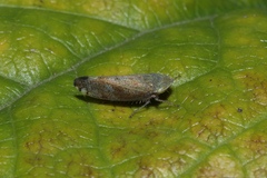 Fieberiella