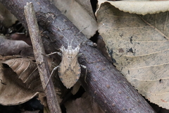 Acanonicus laticornis