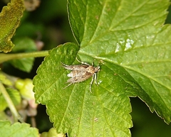 Atomotricha