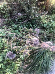 Pycnanthemum incanum