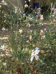 Oenothera lindheimeri