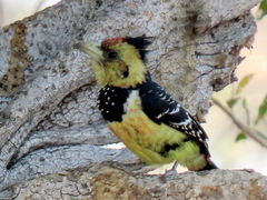 Trachyphonus vaillantii