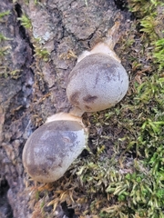 Lycogala flavofuscum