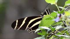 Heliconius charithonia vazquezae