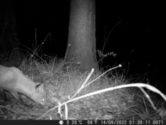 Vulpes vulpes crucigera