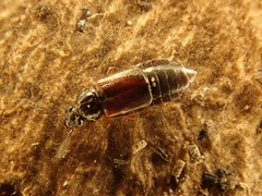 Omalium rivulare