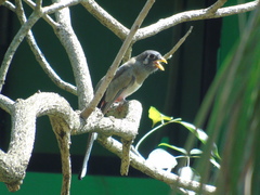 Trogon elegans