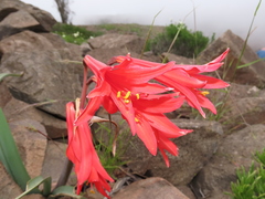 Zephyranthes phycelloides