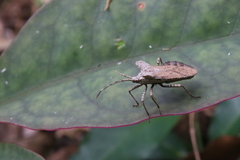Acanonicus laticornis