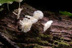 Marasmiellus candidus