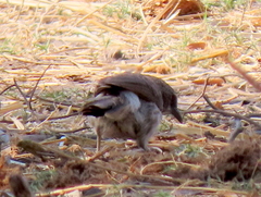 Turdoides hartlaubii