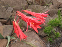 Zephyranthes phycelloides