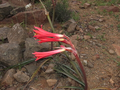 Zephyranthes phycelloides
