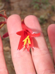 Zephyranthes phycelloides