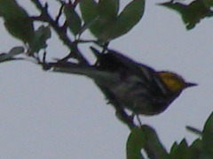 Setophaga chrysoparia