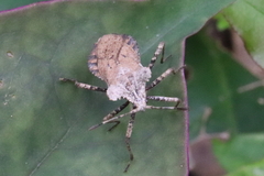 Acanonicus laticornis