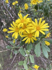 Euryops pectinatus