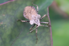 Acanonicus laticornis