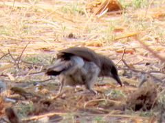 Turdoides hartlaubii