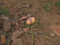 Zephyranthes phycelloides