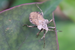 Acanonicus laticornis