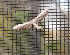 Euacidalia brownsvillea