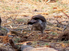 Turdoides hartlaubii