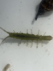 Erichsonella attenuata