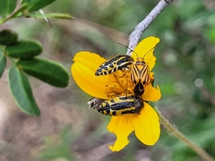 Acmaeodera scalaris