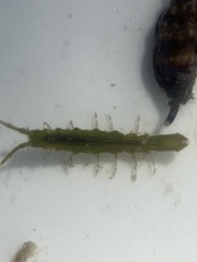 Erichsonella attenuata