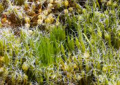 Campylopus introflexus