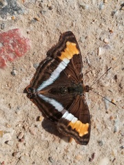 Doxocopa