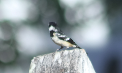 Sporophila morelleti