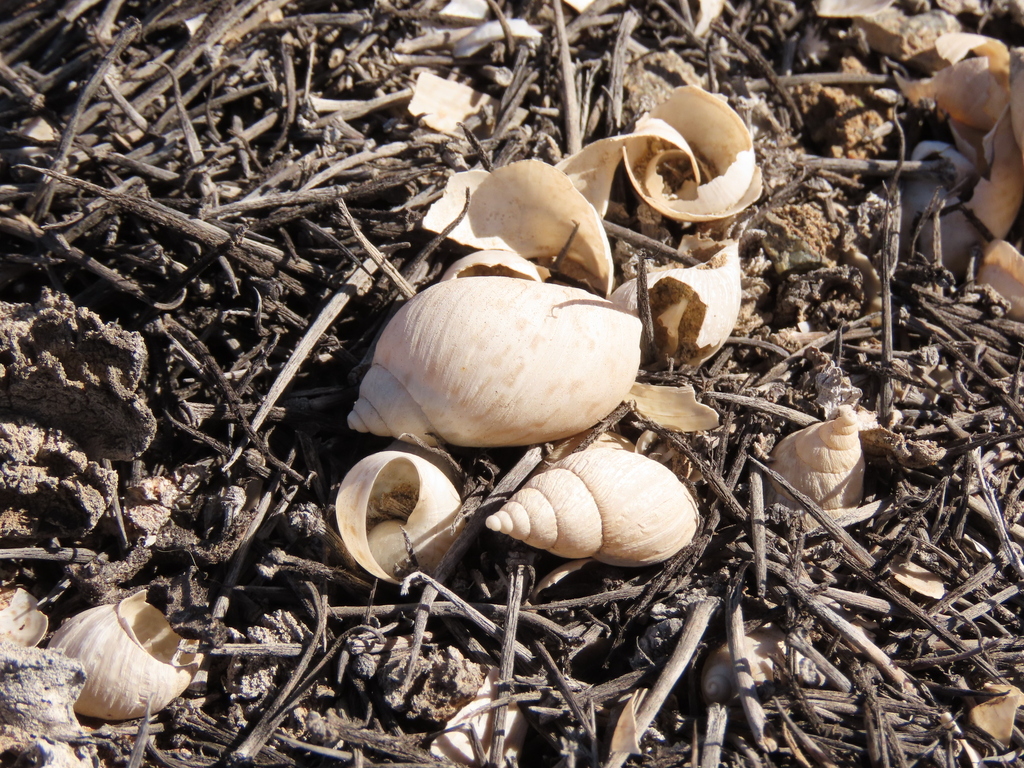 Plectostylus coturnix