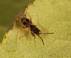 Scolopostethus grandis