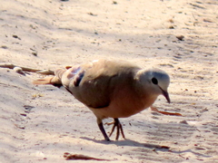 Turtur chalcospilos