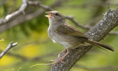 Arremonops rufivirgatus